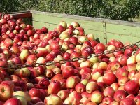 Pressermitteilung: Schon jetzt Äpfel ernten und pressen