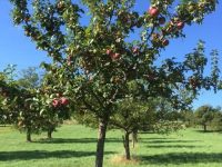 Projektnummer 08-2016 – Hofheim/Langenhain