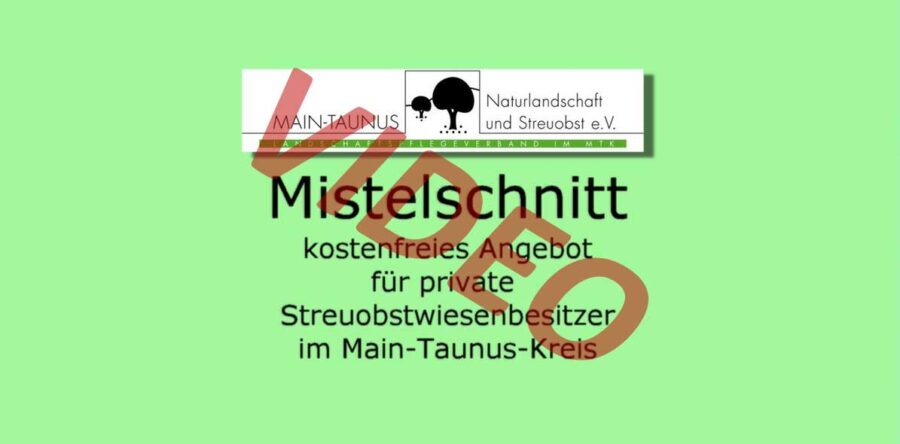 Mistelschnitt in schwindelnder Höhe