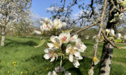 24.04.24 Abend-Spaziergang durch die Streuobstwiesen in Flörsheim