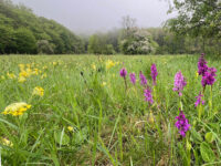 Wiesenmeisterschaft im MTK 2026: Jetzt Wiese anmelden und Preise gewinnen!