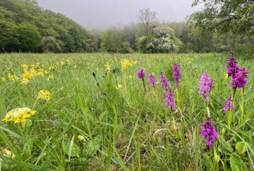 Wiesenmeisterschaft im MTK 2026: Jetzt Wiese anmelden und Preise gewinnen!