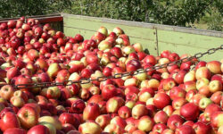 Pressermitteilung: Schon jetzt Äpfel ernten und pressen