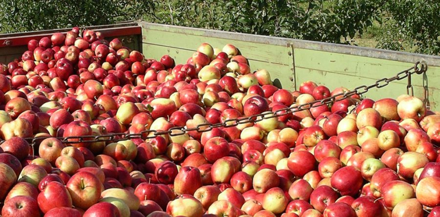 Pressermitteilung: Schon jetzt Äpfel ernten und pressen