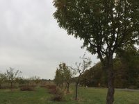 Projektnummer 04-2018 – Hofheim-Langenhain
