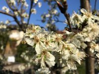 Frostgefahr für die Blüten