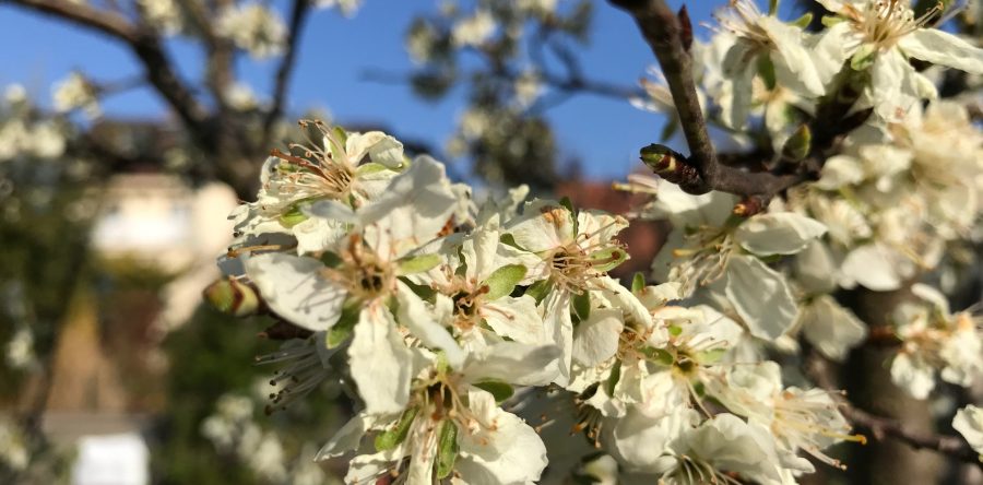 Frostgefahr für die Blüten
