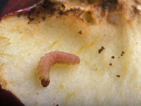 Cydia pomonella Larve