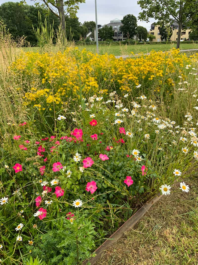 Wildstaudenbeete Liederbach