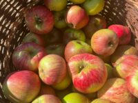 Sonntag, 01.09.2024 Spaziergang im  Apfel-Sortengarten Hofheim-Marxheim
