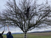 Tageskurs Obstbaumschnitt mit Hannah Neu