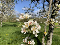 24.04.24 Abend-Spaziergang durch die Streuobstwiesen in Flörsheim