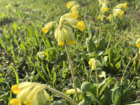 30.04.25 Kennartenschulung für Landwirtinnen und Landwirte