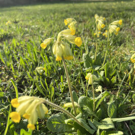 30.04.25 Kennartenschulung für Landwirtinnen und Landwirte