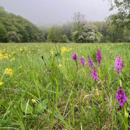 Wiesenmeisterschaft im MTK 2026: Jetzt Wiese anmelden und Preise gewinnen!